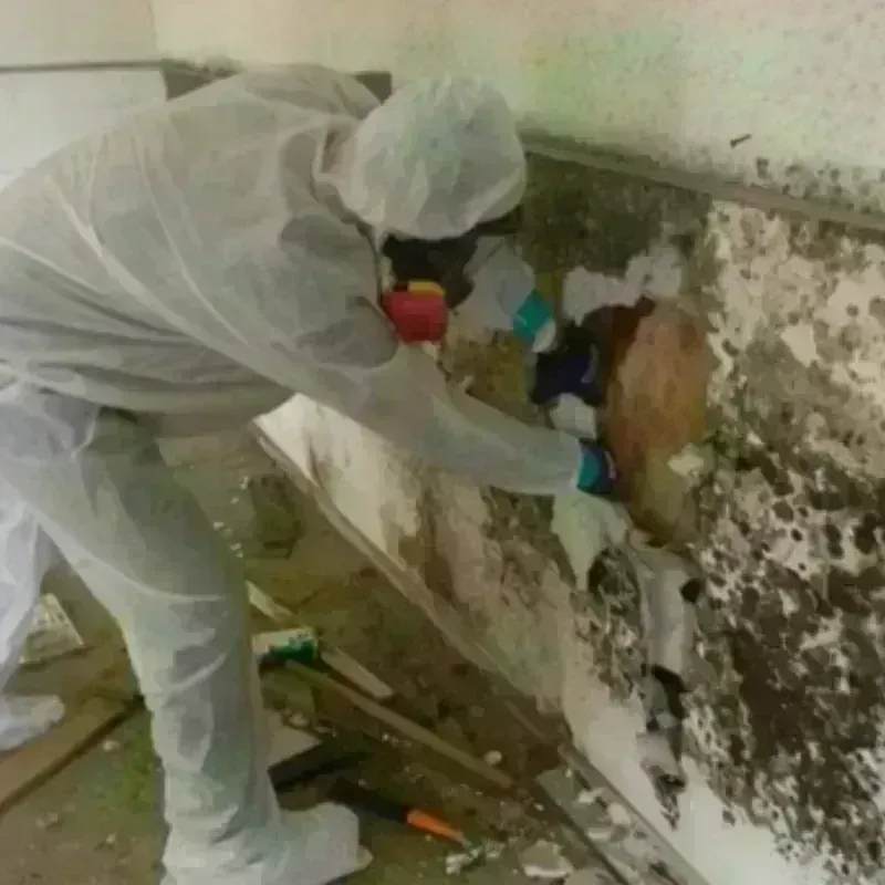 Mold Remediation and Removal in Rayville, LA